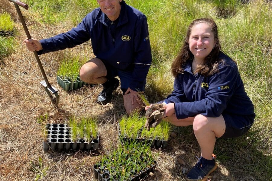 Two people are planting seedlings in a grassy area. One holds a planting tool, and the other holds a seedling. They are surrounded by seedling trays.