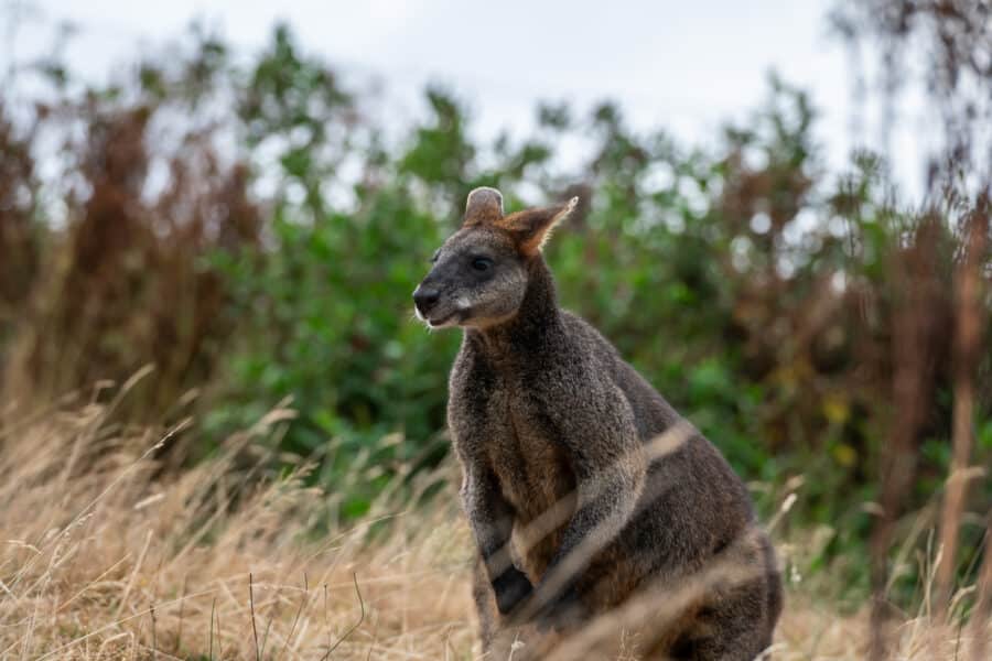 A kangaroo stands in tall grass with shrubs in the background.